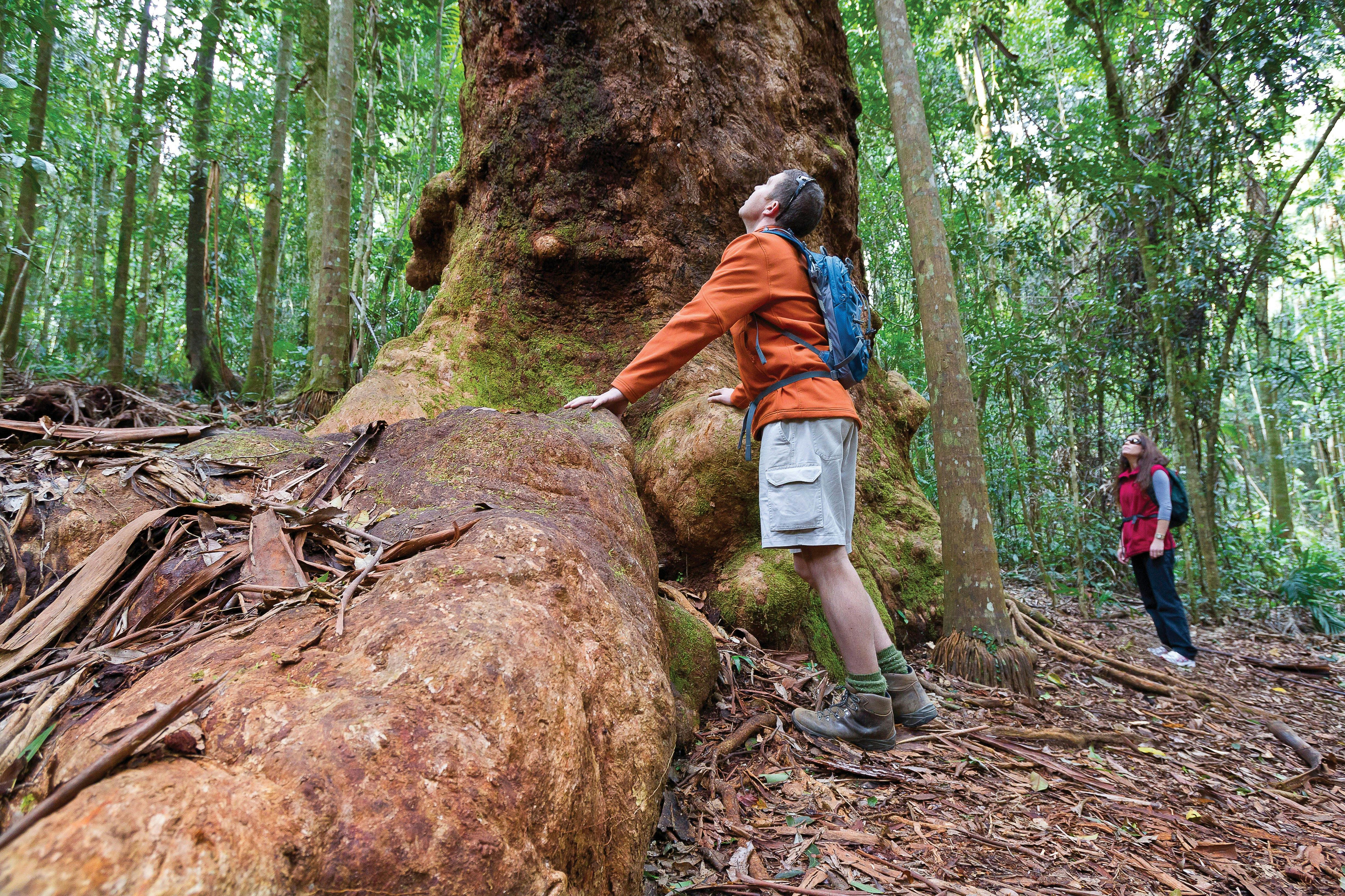 Tree discovery, Orara East State Forest