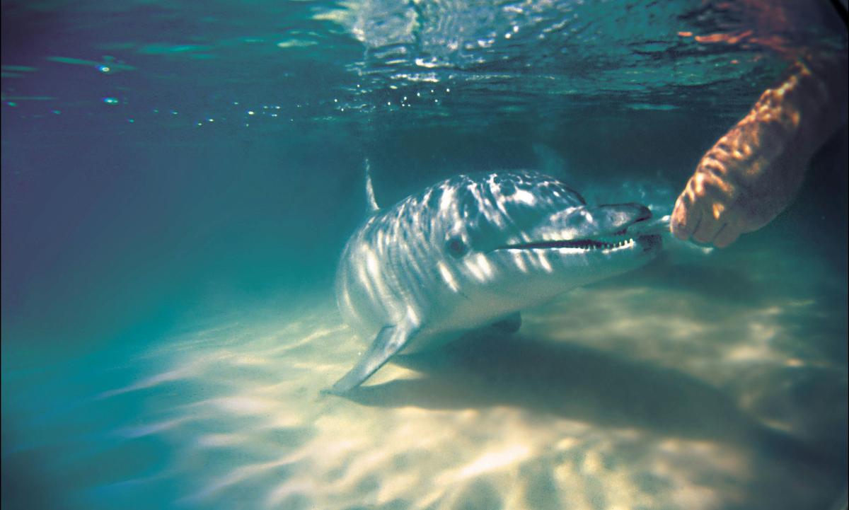 Brisbane to Tangalooma Whale Watching Cruise with Dolphin Feeding (Jun-Oct)