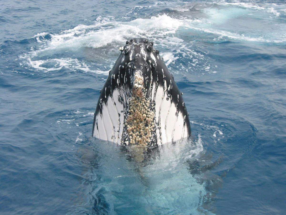 Brisbane to Tangalooma Whale Watching Day Cruise (Jun-Oct)