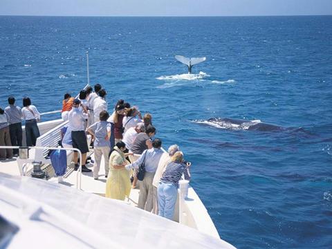 Brisbane to Tangalooma Whale Watching Day Cruise (Jun-Oct)