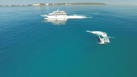 Whale Watching Cruise Departing Tangalooma Island Resort (June to October)