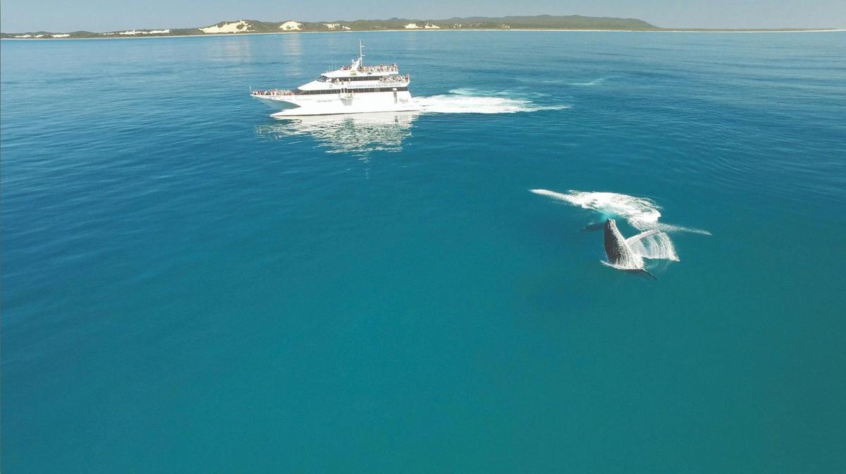 Whale Watching Cruise Departing Tangalooma Island Resort (June to October)