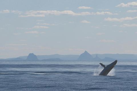 Whale Watching Cruise Departing Tangalooma Island Resort (June to October)