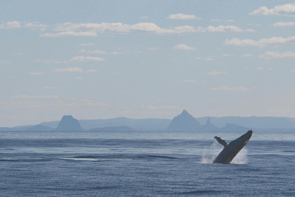 Whale Watching Cruise Departing Tangalooma Island Resort (June to October)