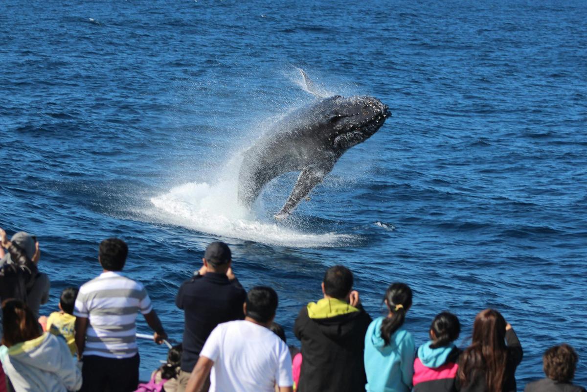 Brisbane to Tangalooma Whale Watching Cruise with Sea to Sky Helicopter Tour (Jun-Oct)