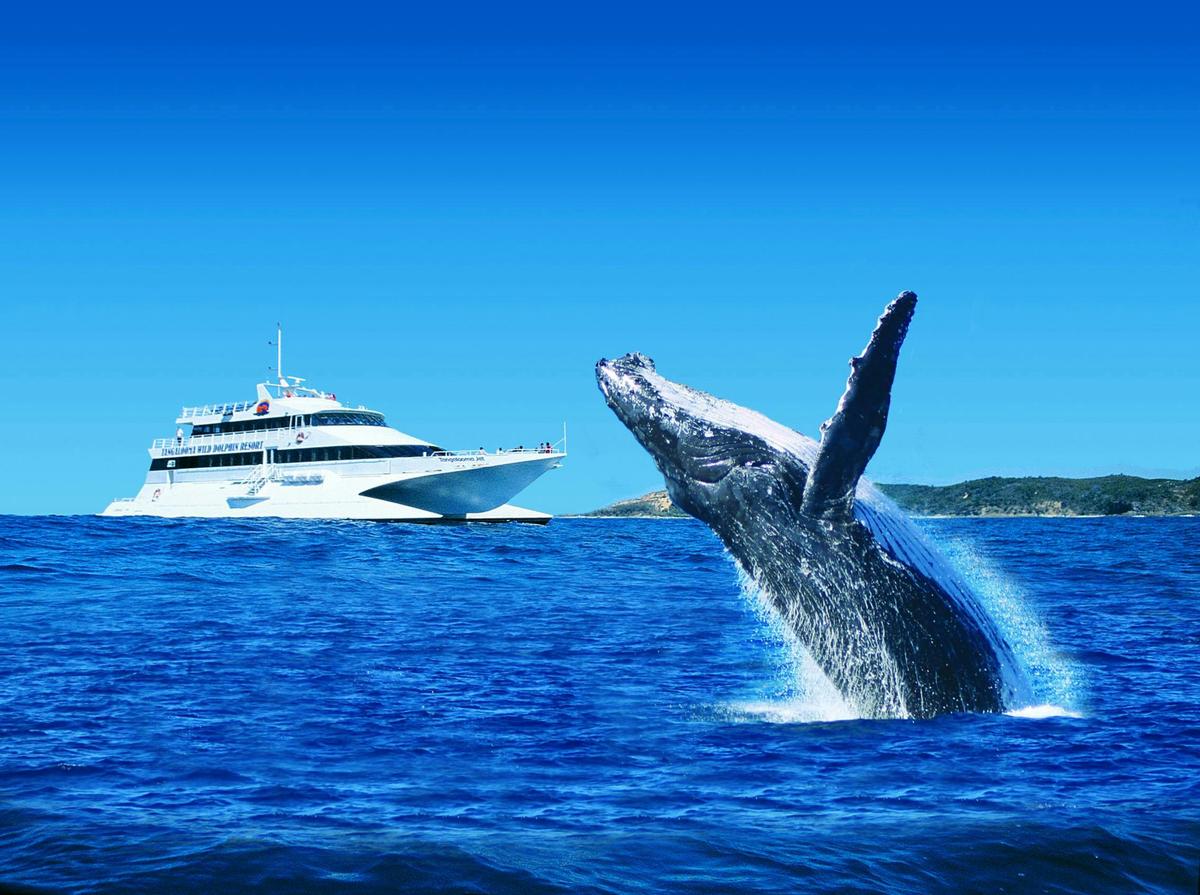 Whale Watching Cruise Departing Tangalooma Island Resort (June to October)