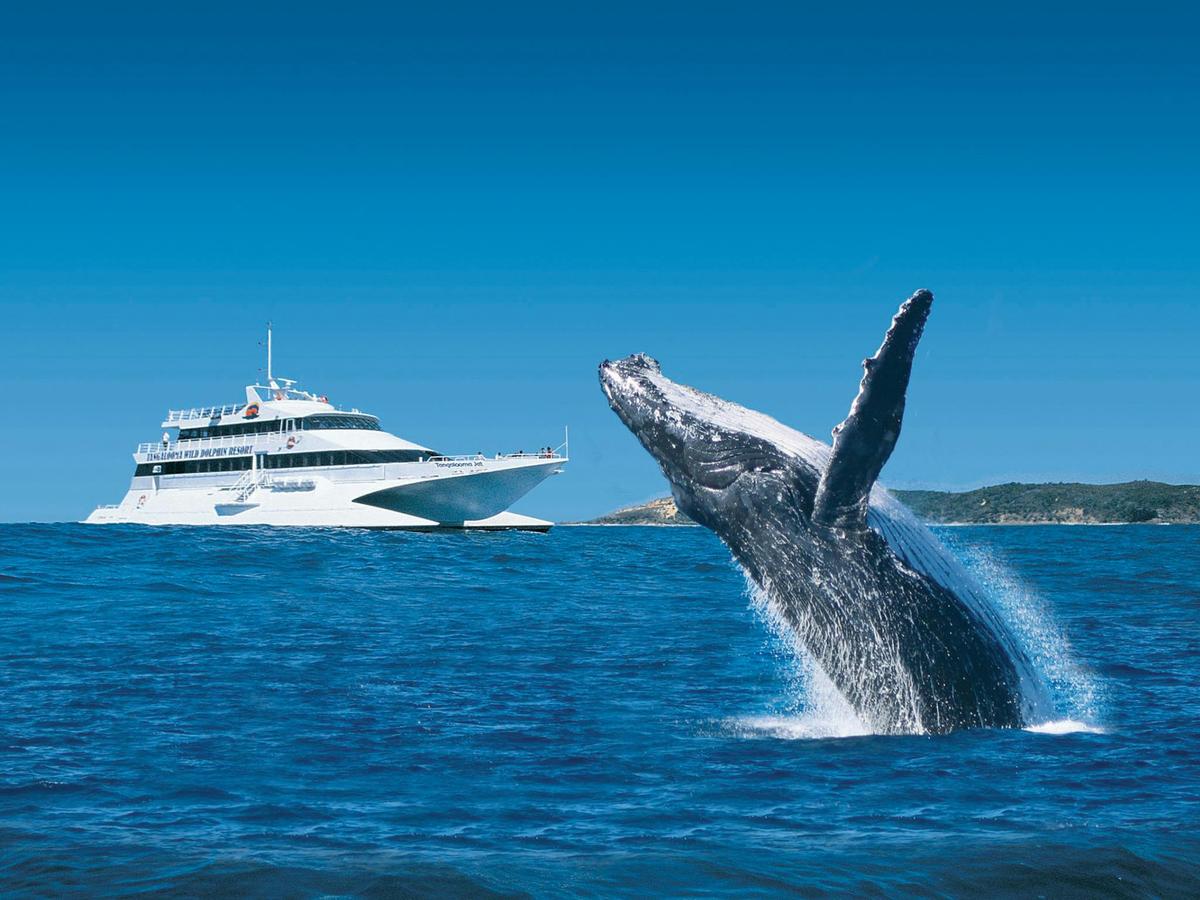 Brisbane to Tangalooma Whale Watching Cruise with Dolphin Feeding (Jun-Oct)