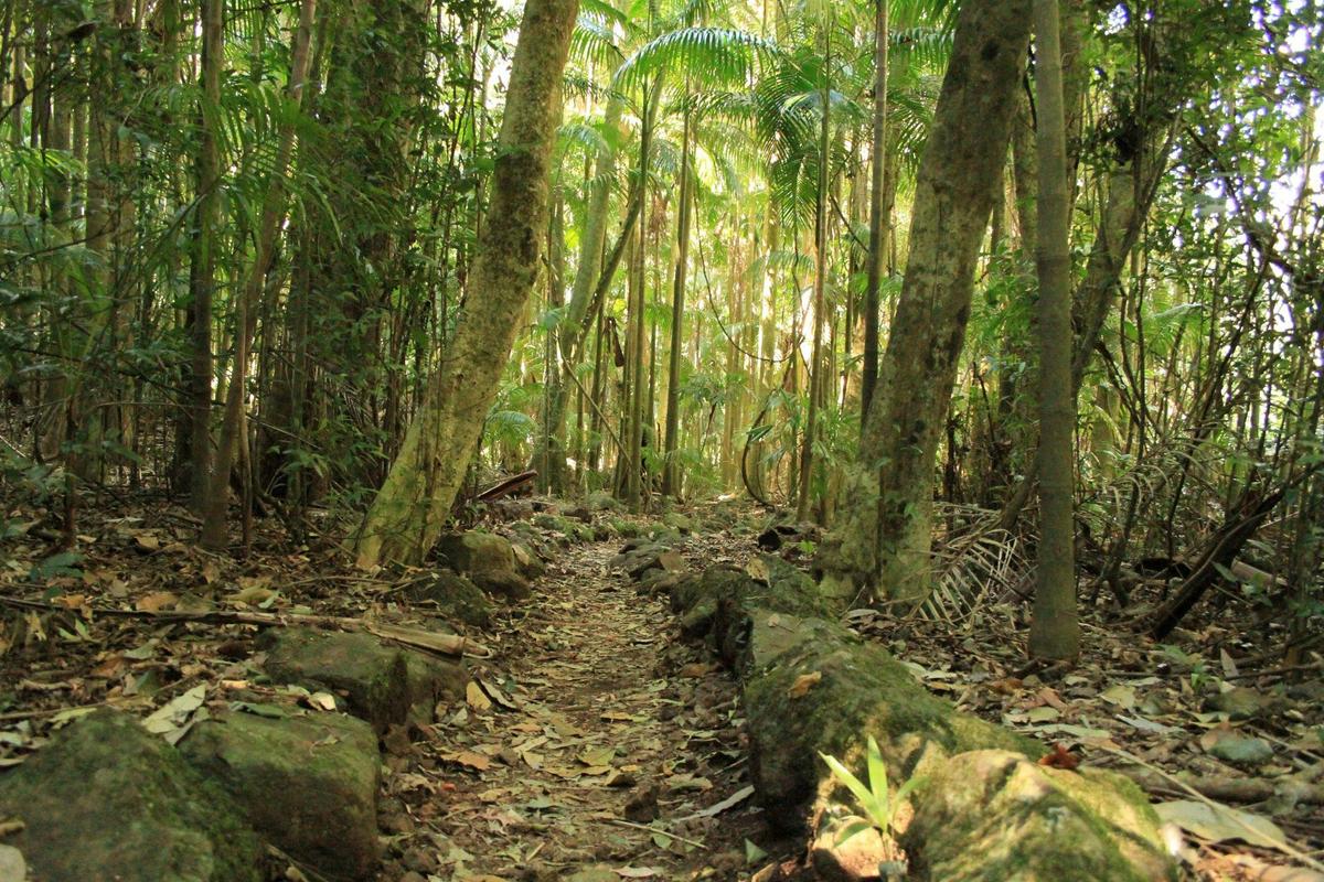 Witches Falls track, Tamborine National Park