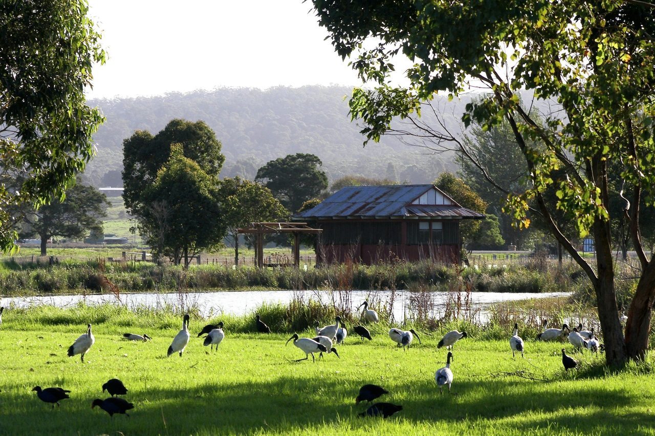 Panboola fields