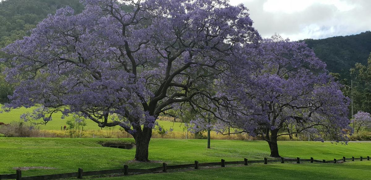 Jacaranda's in Bloom