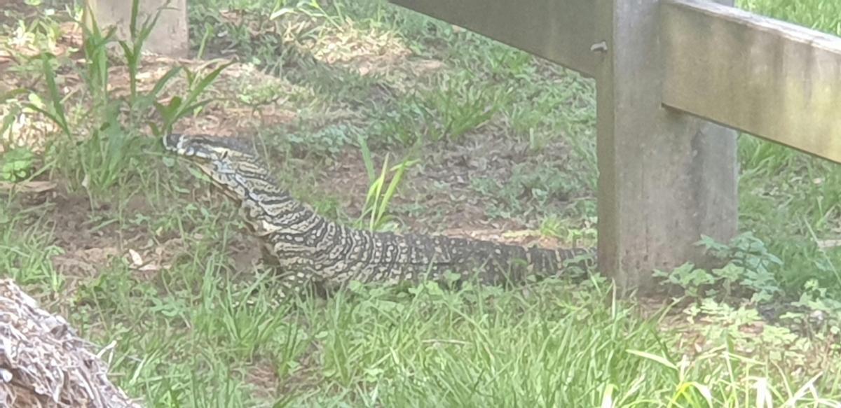 George the Goanna