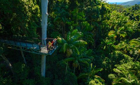 Tamborine Rainforest Skywalk