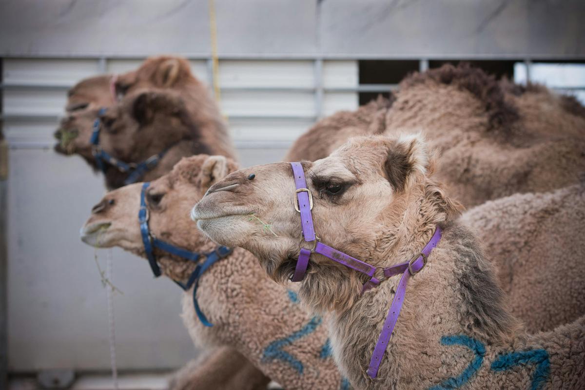 Tara Festival Of Culture and Camel Races