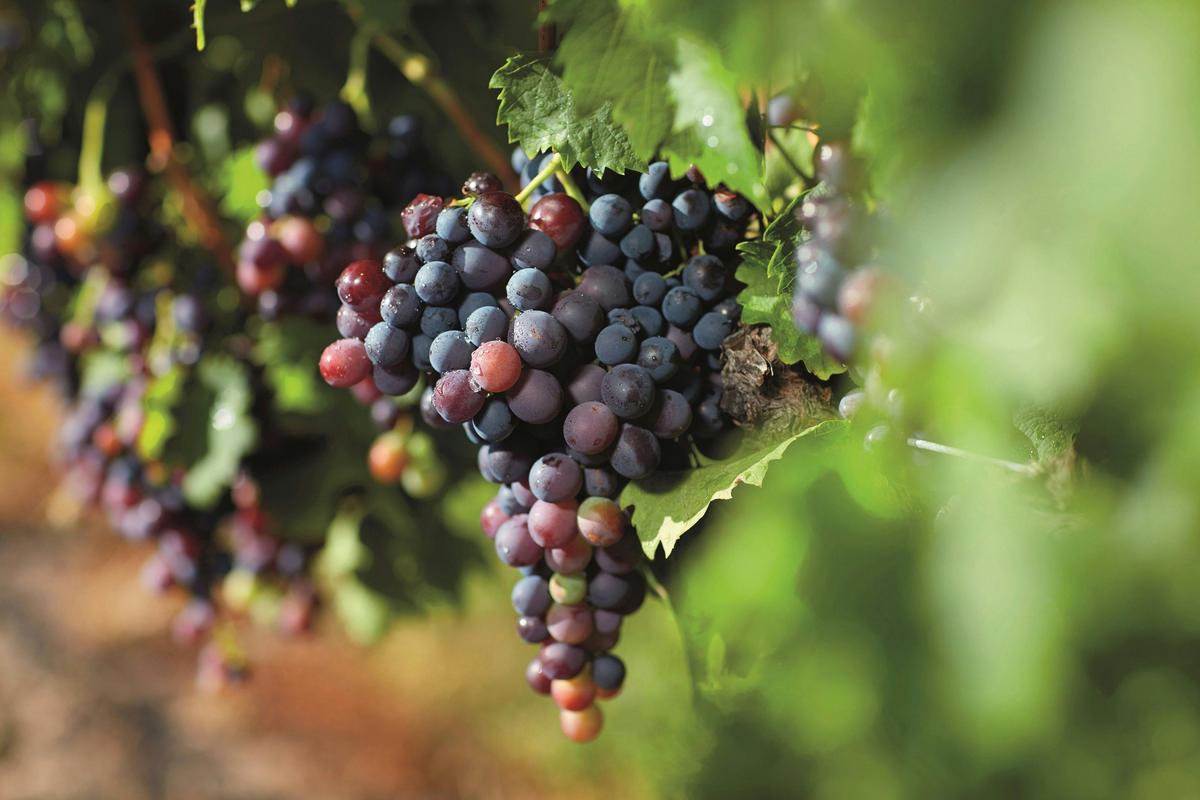 Grapes, Granite Belt
