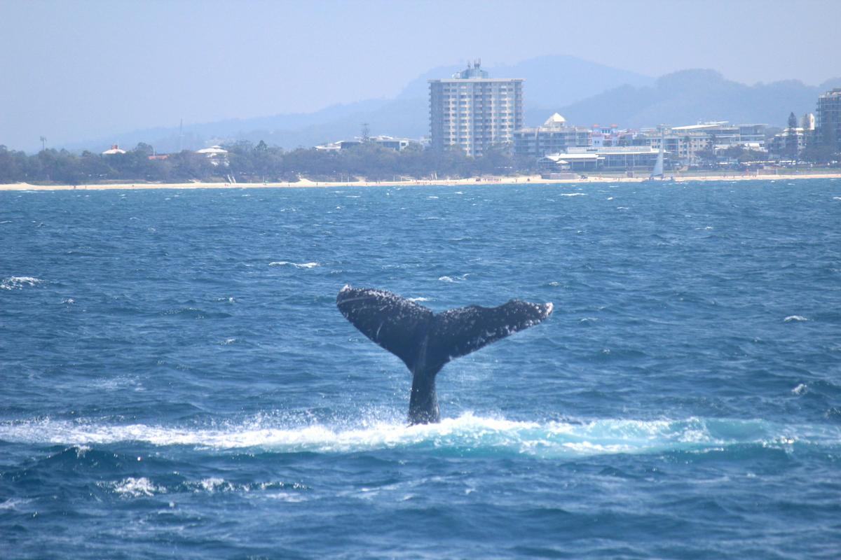 Whale Watching