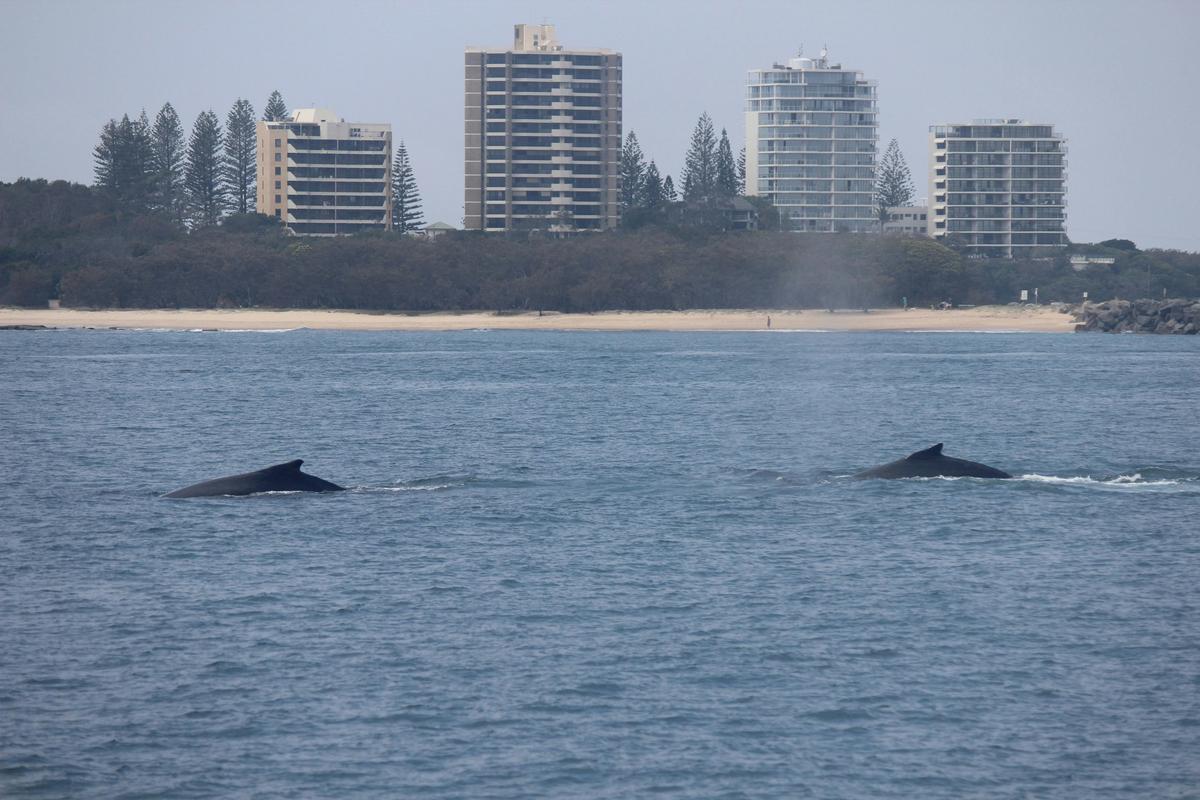 Whale Watching