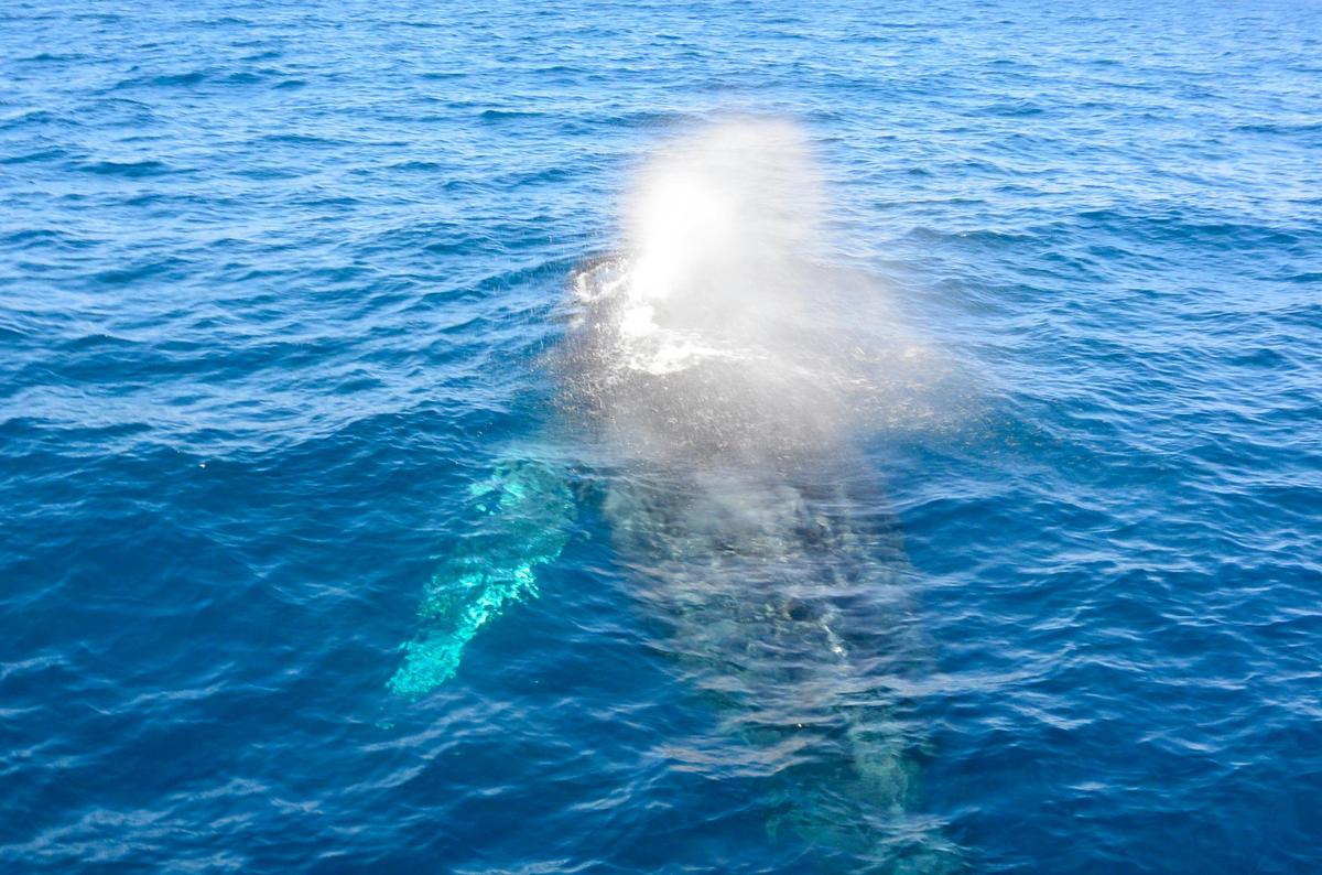 Whale Watching