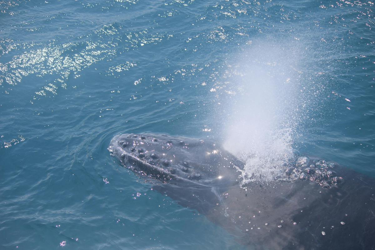Whale Watching