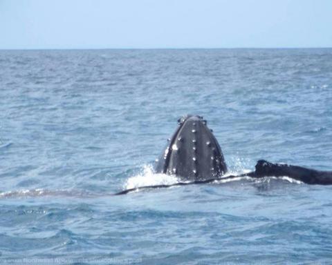Whale Watching