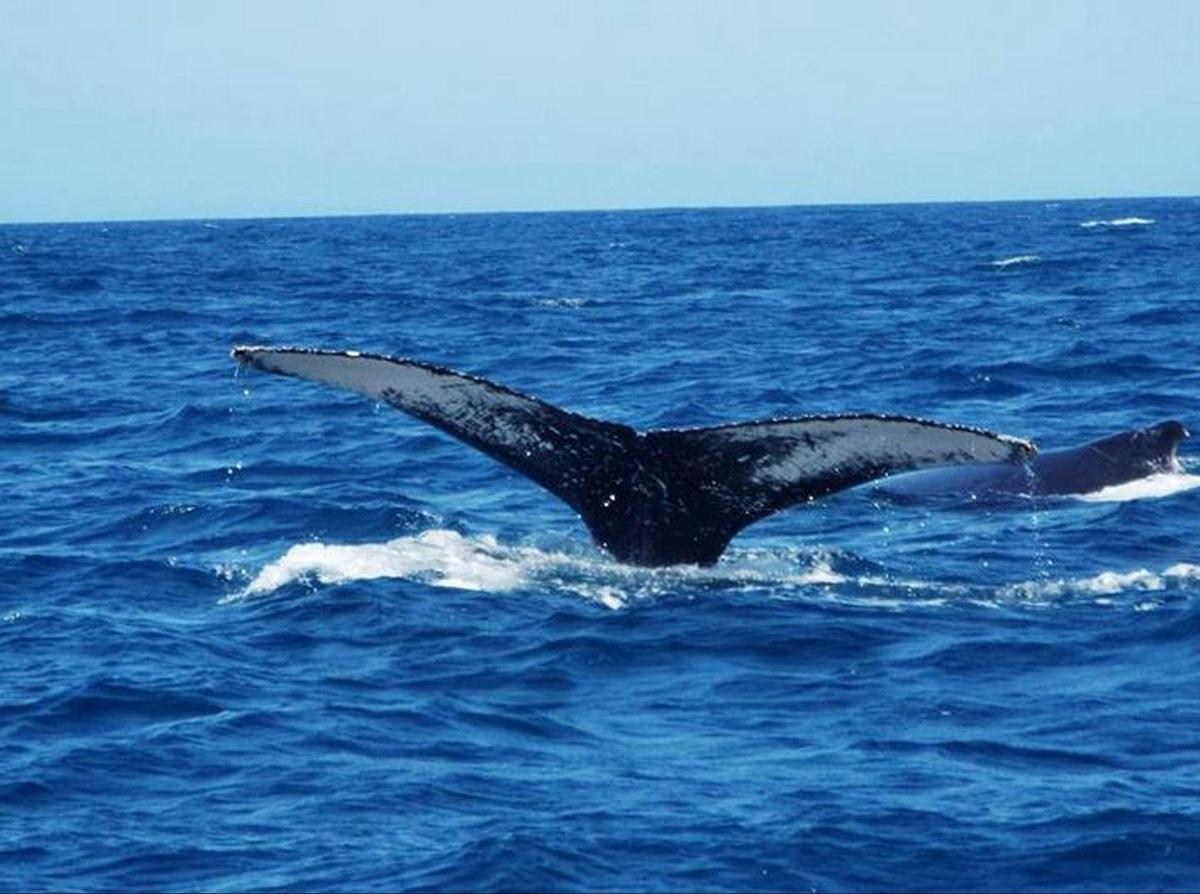Whale Watching