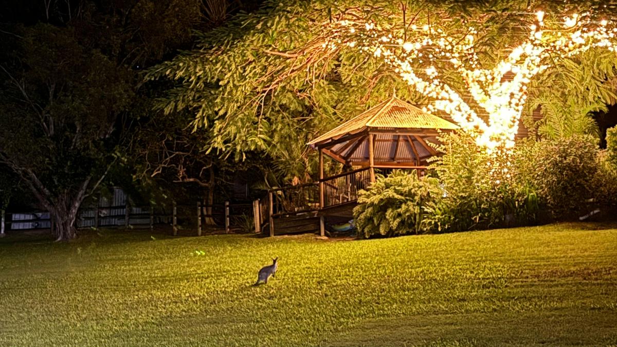 The Enchanted Paddock
