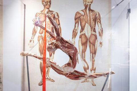 The Real Human Anatomy Exhibition