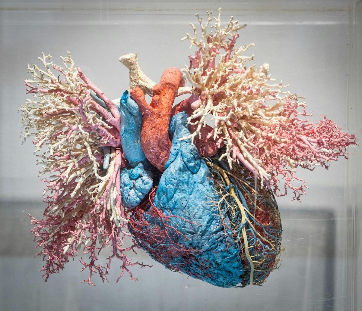 Sculpture of a human heart