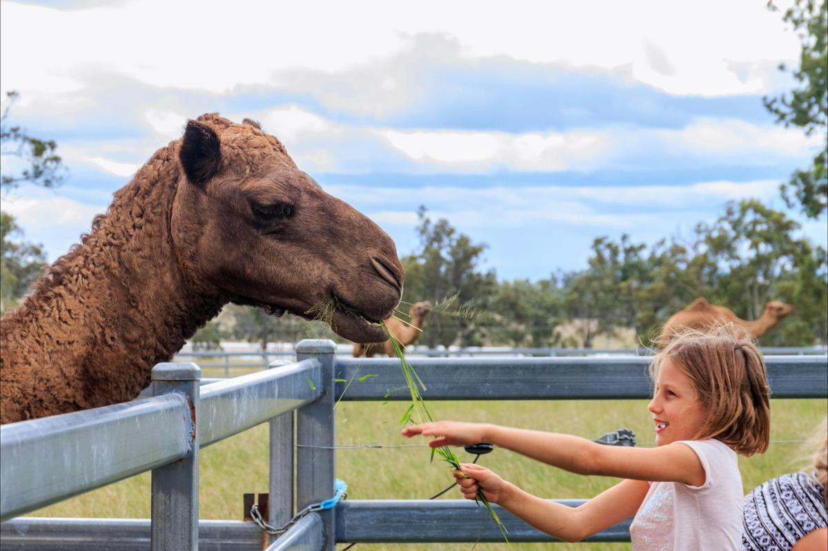 Hand-feeding camels
