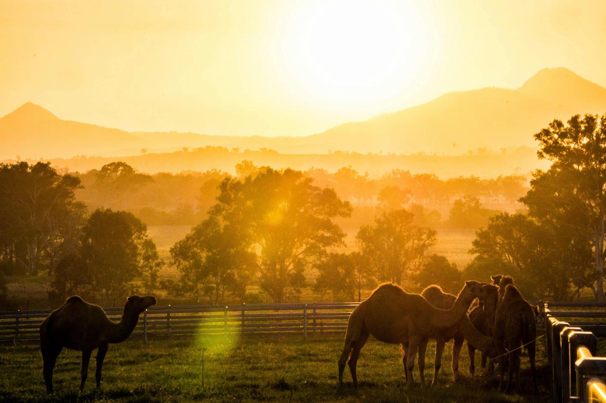 Summer Land Camel Farm Sunset