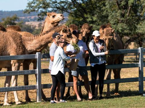 Summer Land Camels