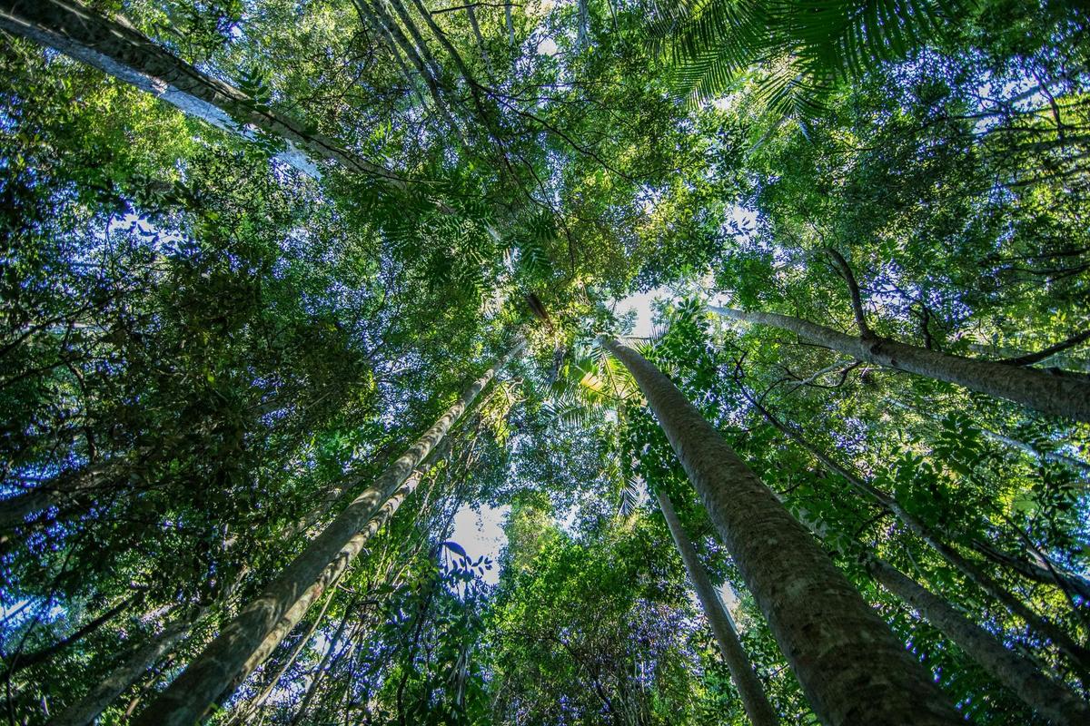Peering through the canopy to beautiful blue skies