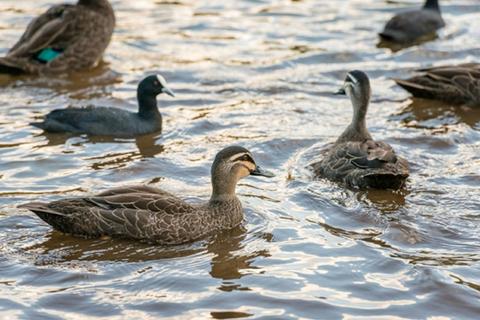 Toowoomba Water Bird Habitat