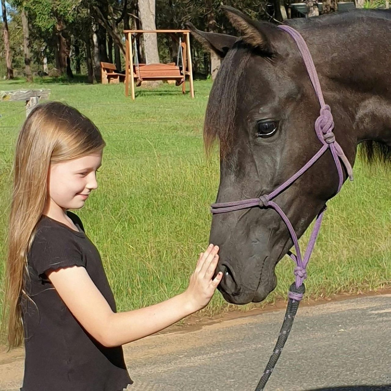 Horses