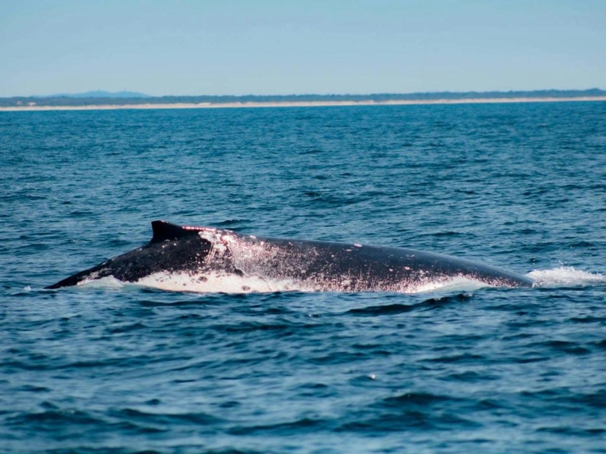 Private Whale Watching Charter - July - September