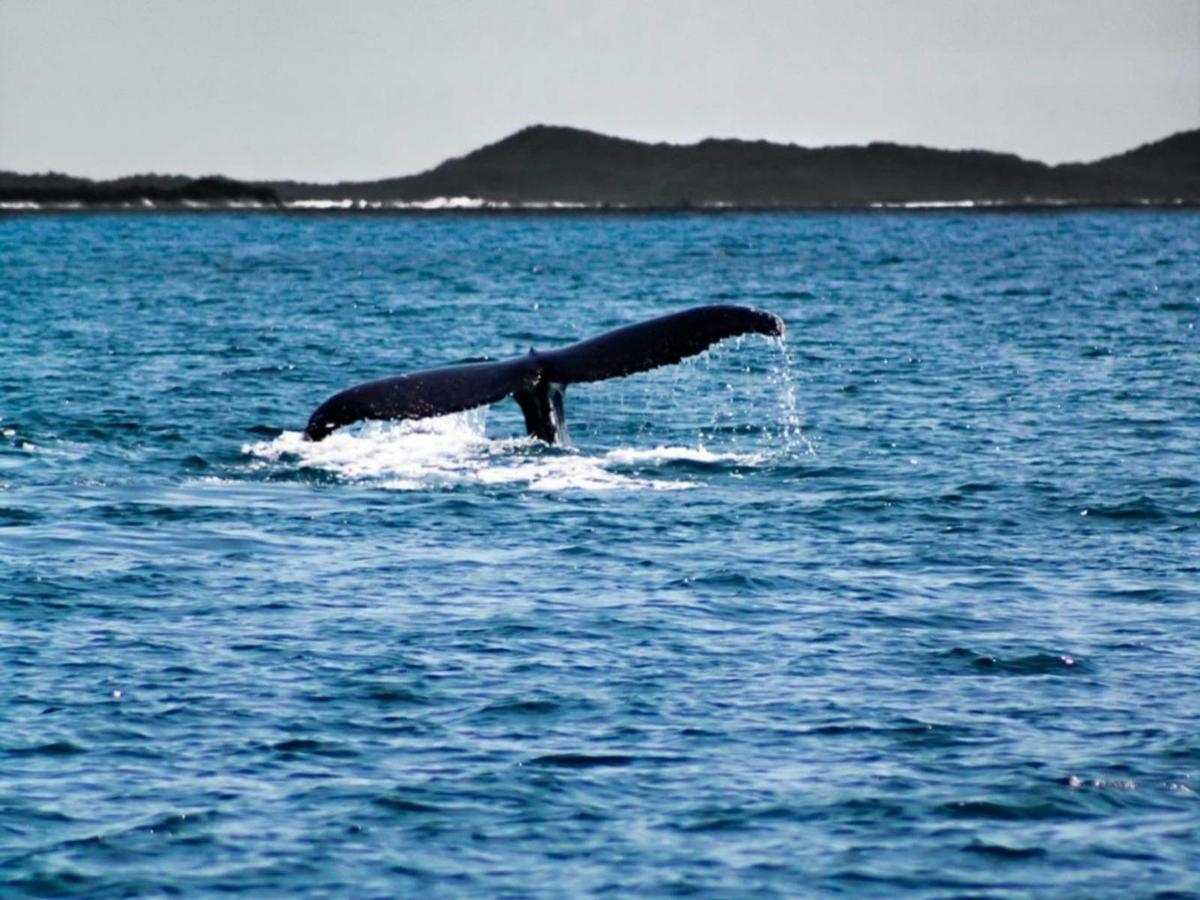 Private Whale Watching Charter - July - September