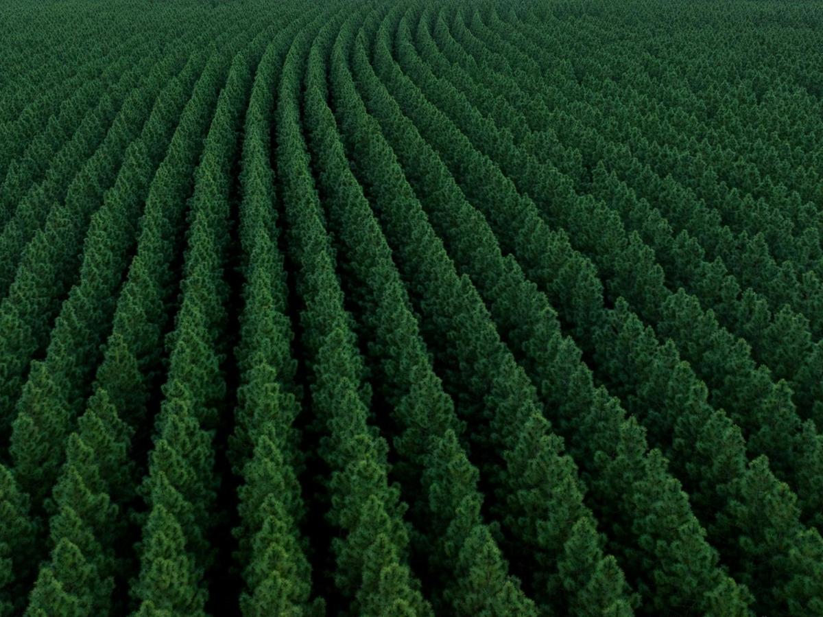 Aerial shot of the forest