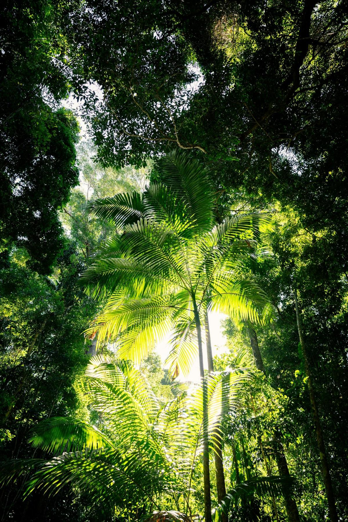 Toolara State Forest