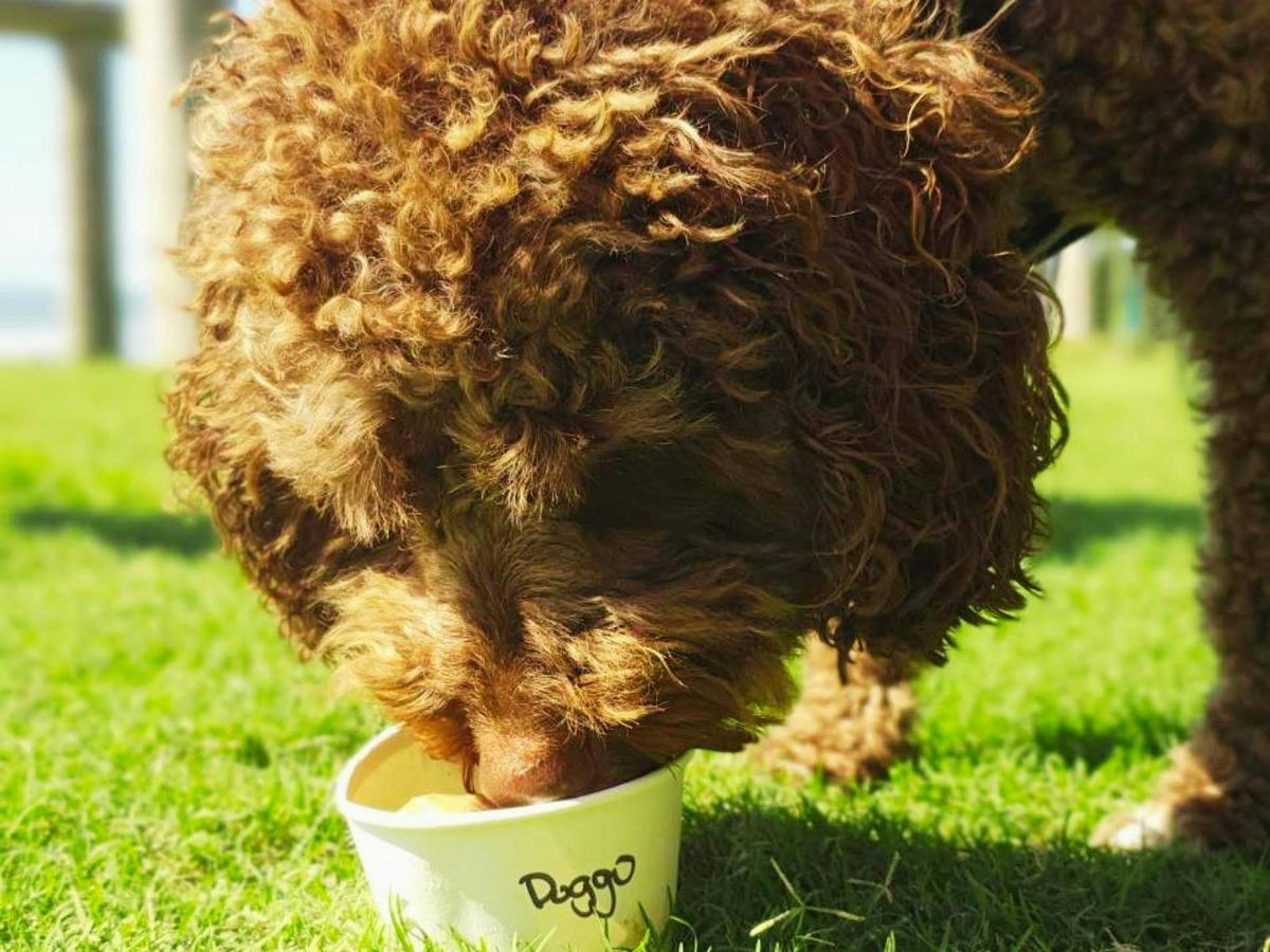 dog friendly