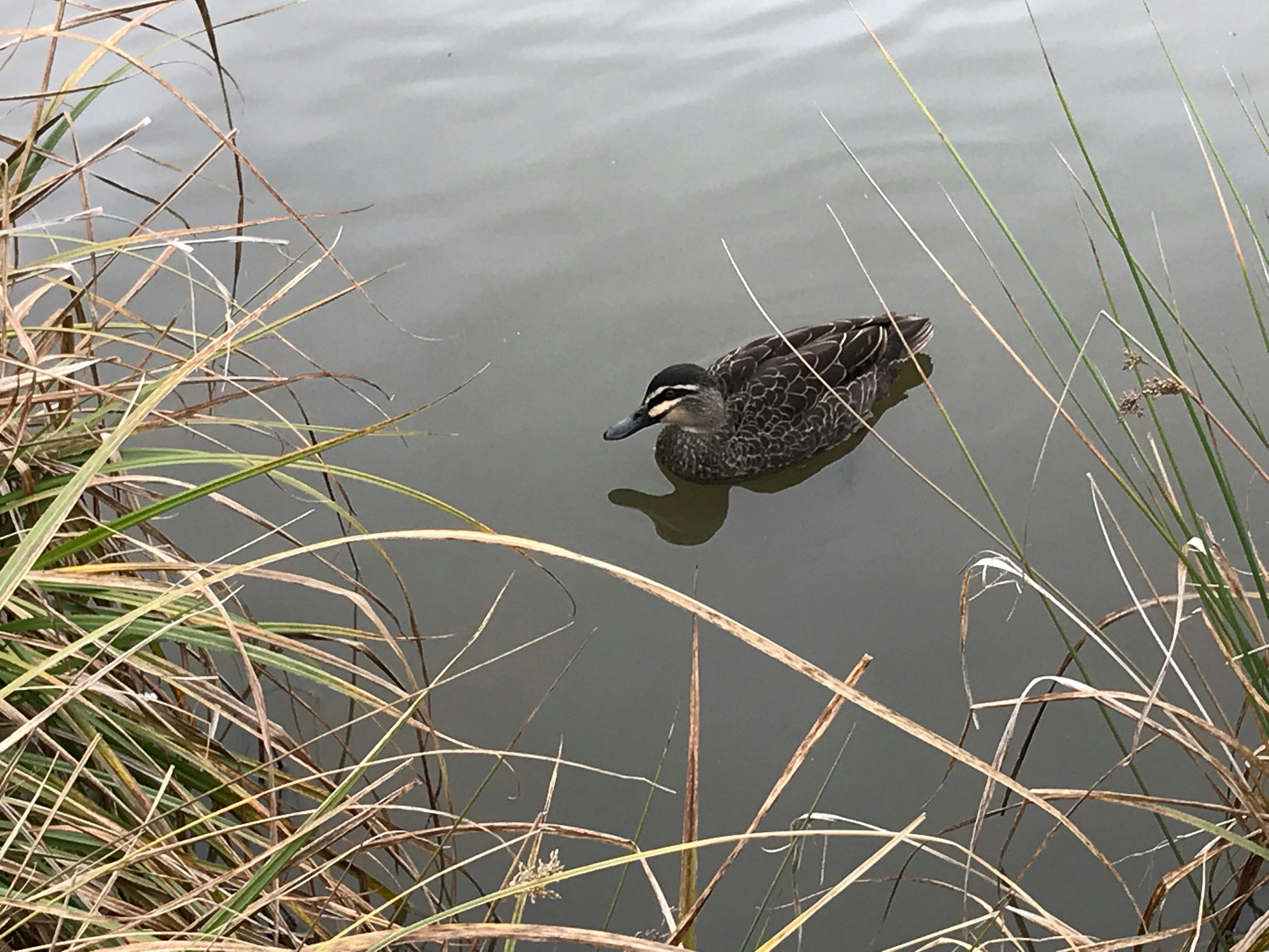 Pacific Black Duck at Kiamma Creek
