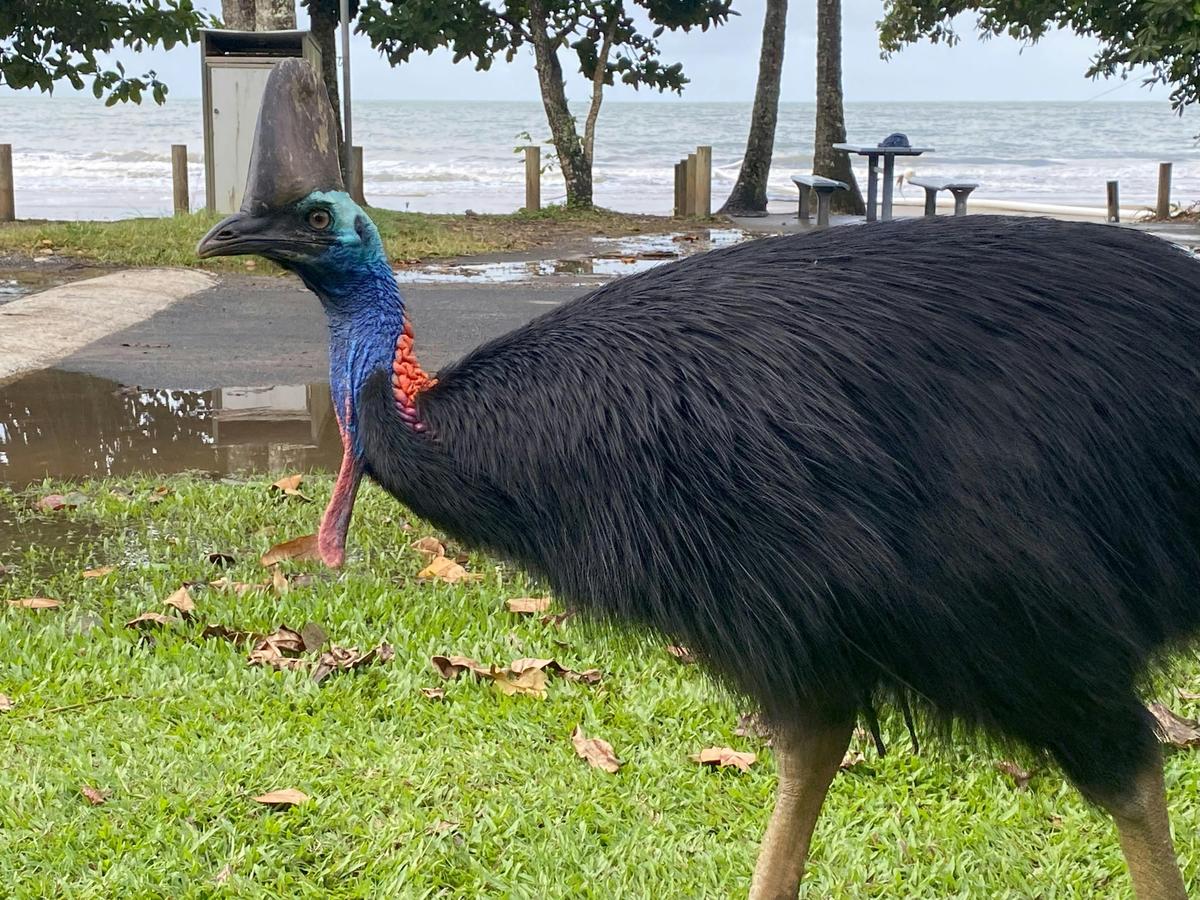 Cassowary Coast Goondoi Culture Experience