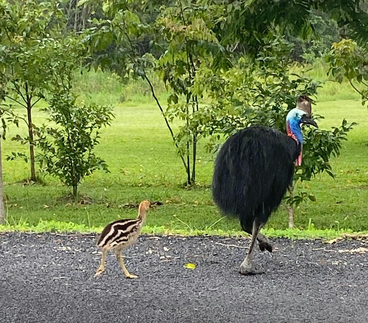 Cassowary Coast Goondoi Culture Experience