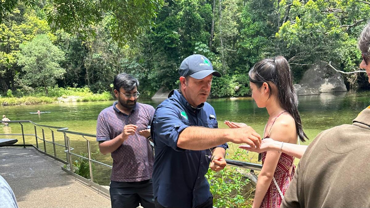 Babinda Boulders - Guide explains bush medicine