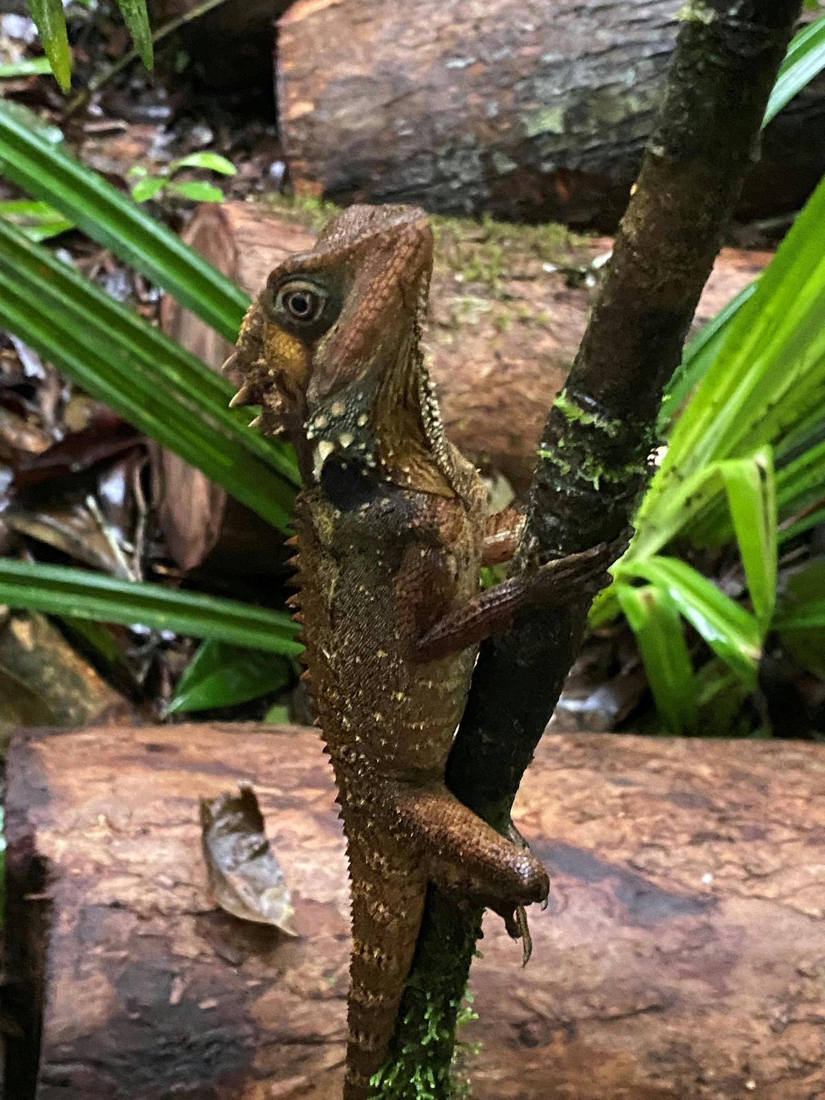 Mossman Gorge Daintree Experience