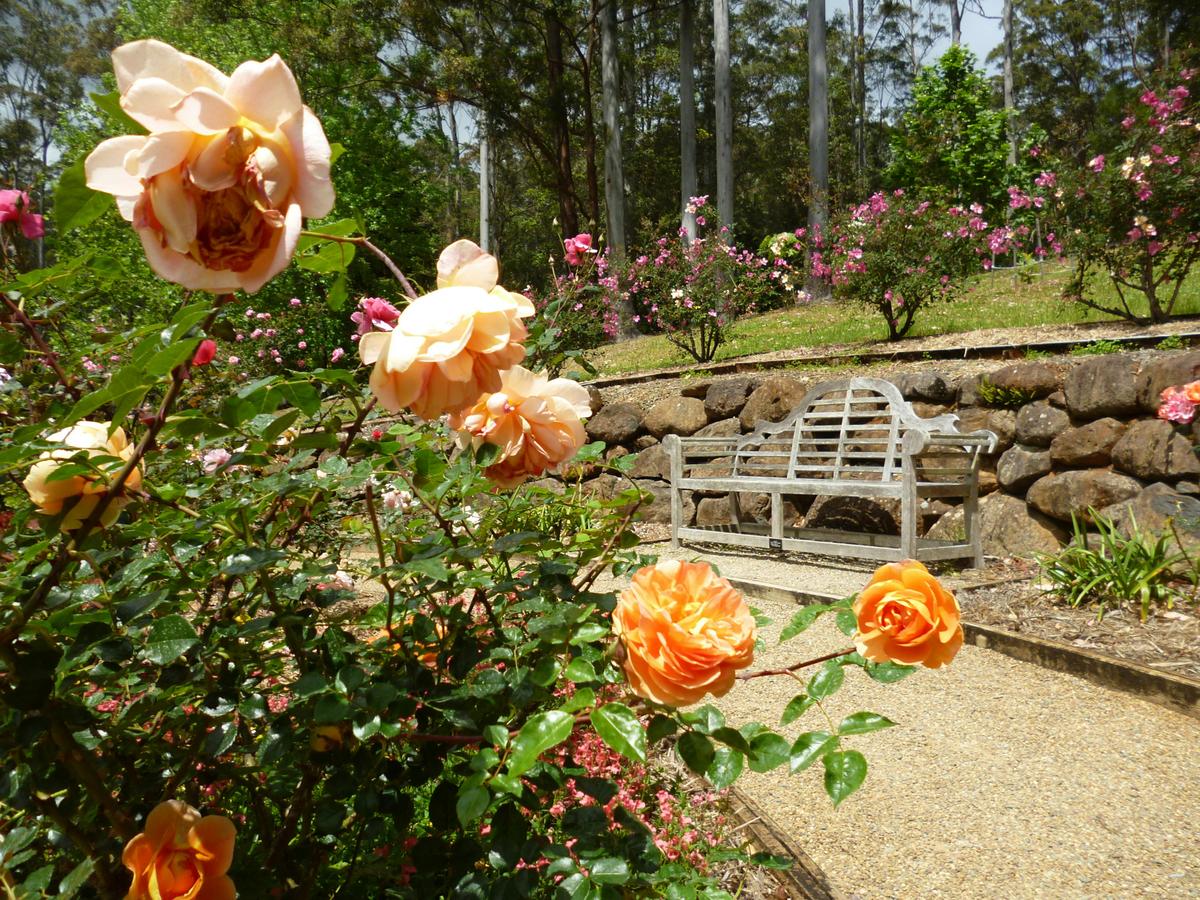 Rose garden