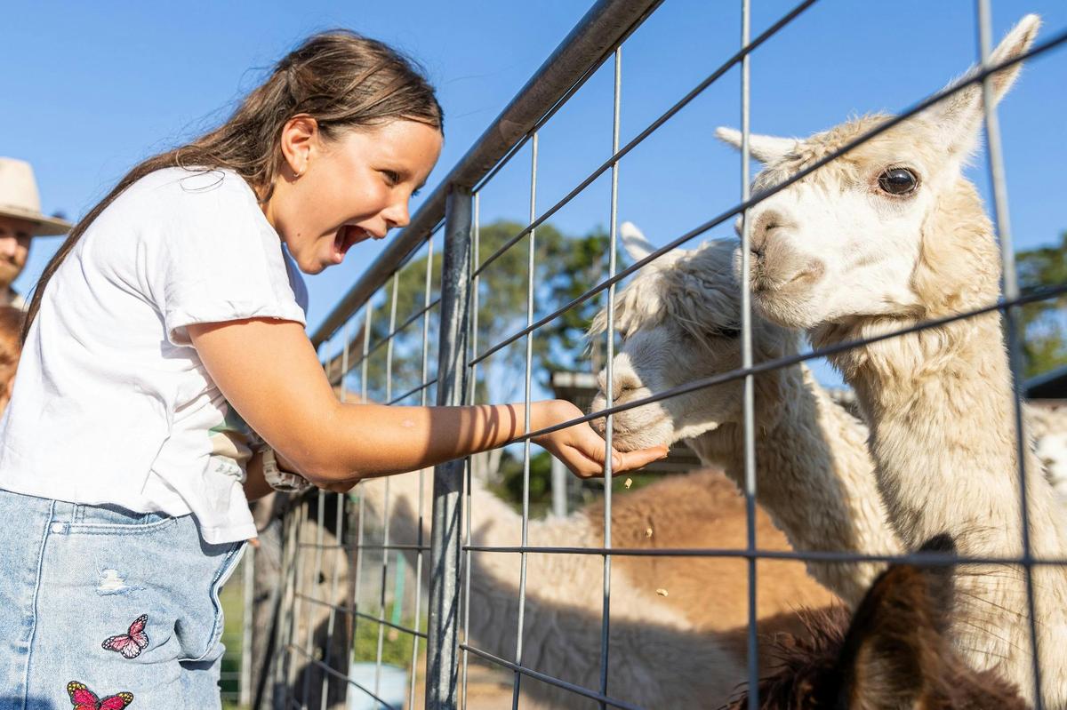 Meet the Alpacas