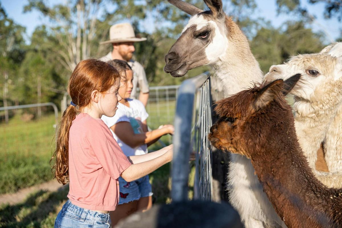 Amazing animal experience