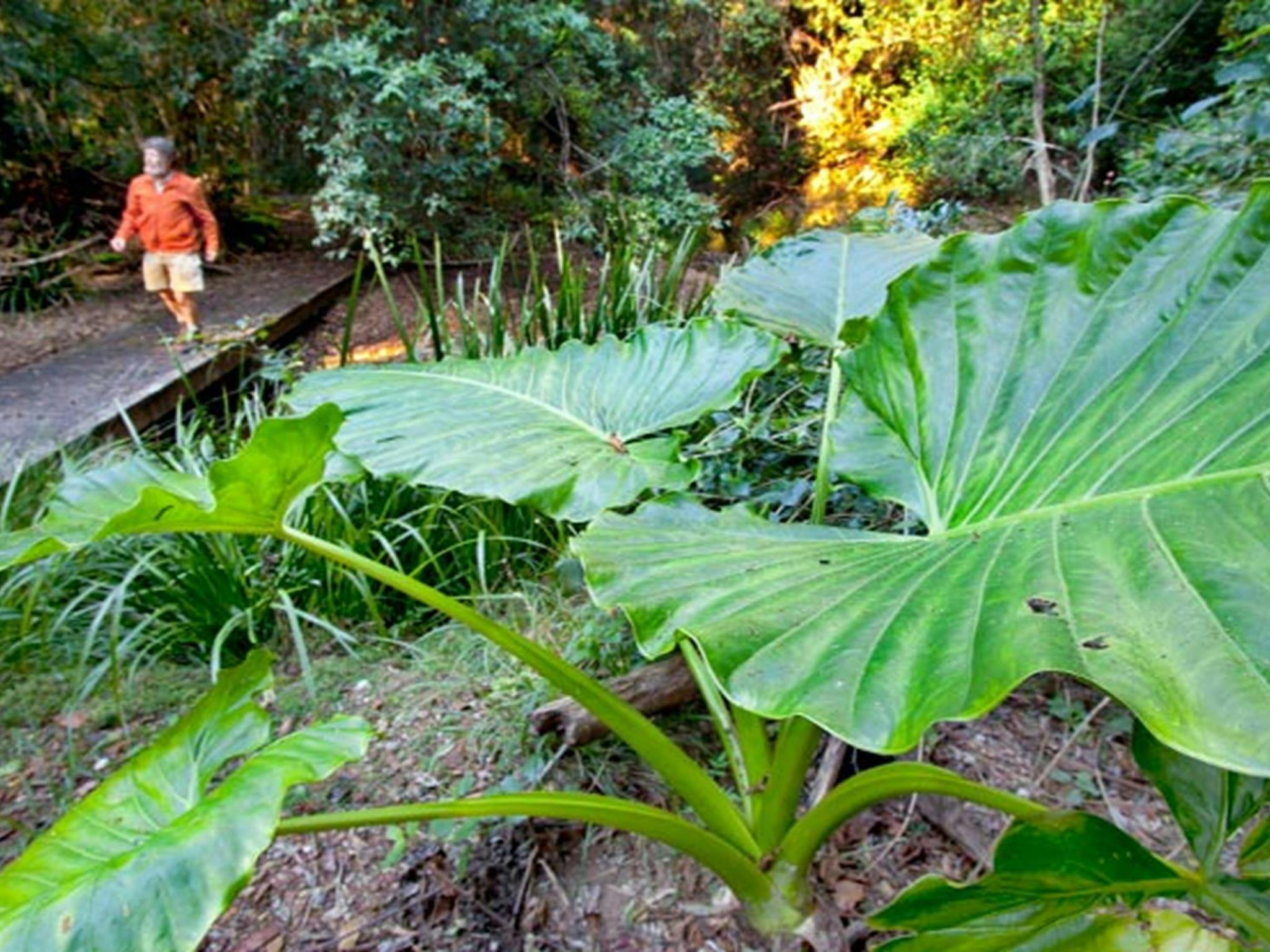 Cedar Park picnic area, Ngambaa Nature Reserve. Photo: Robert Cleary &copy; DPIE