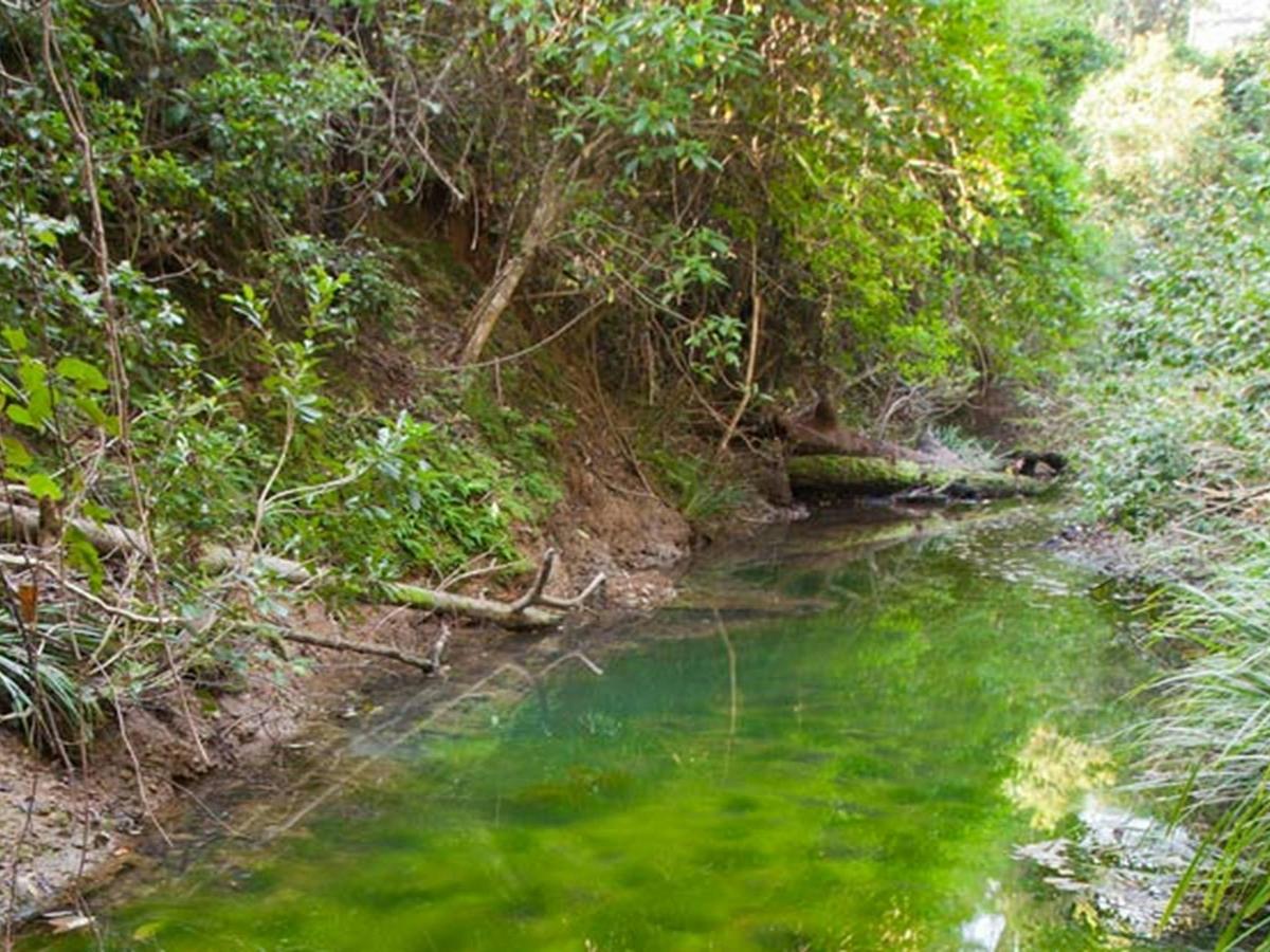 Stockyard Creek and surrounding forrest, Ngambaa Nature Reserve. Photo: Robert Cleary &copy; DPIE