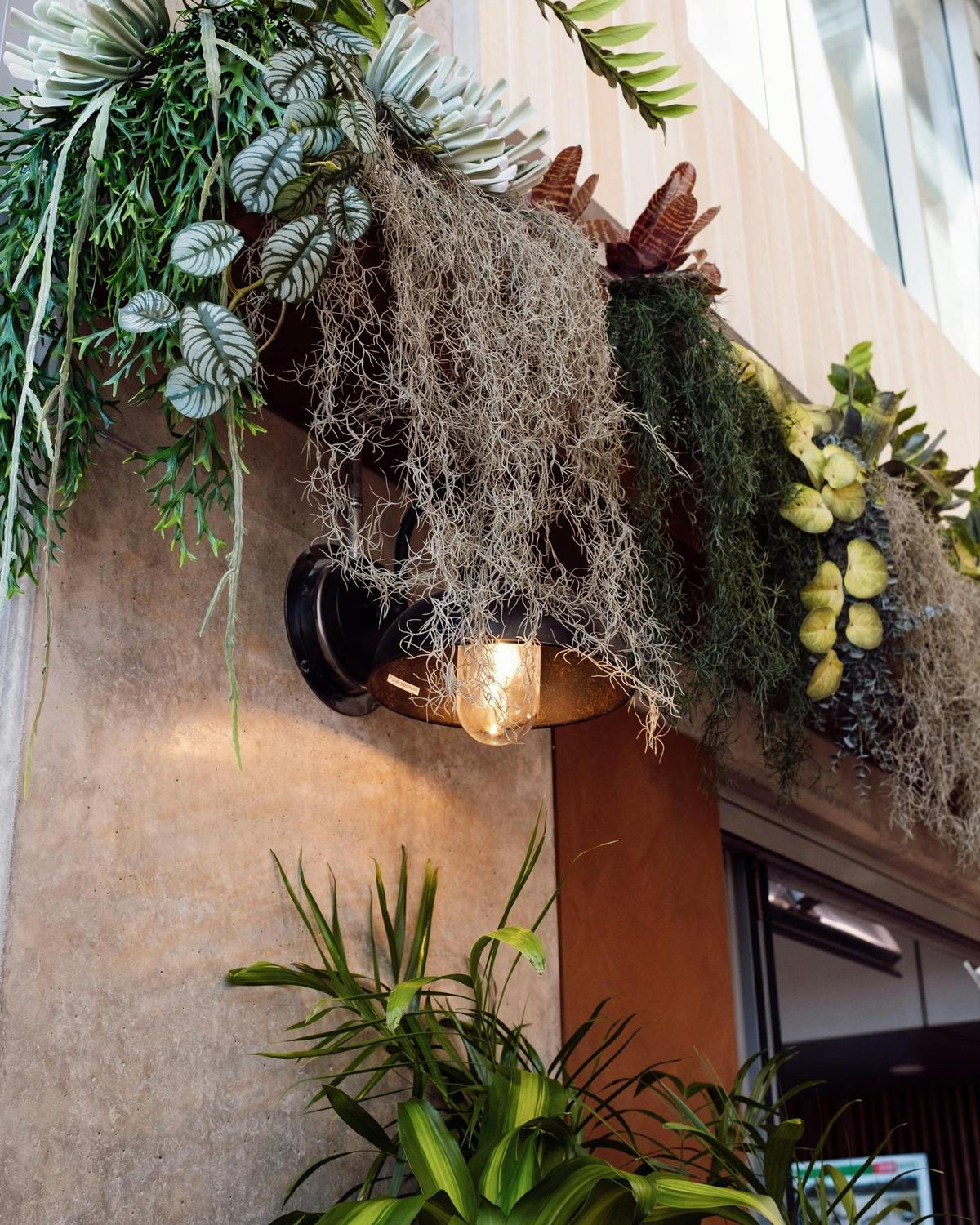 Plants hanging down a wall