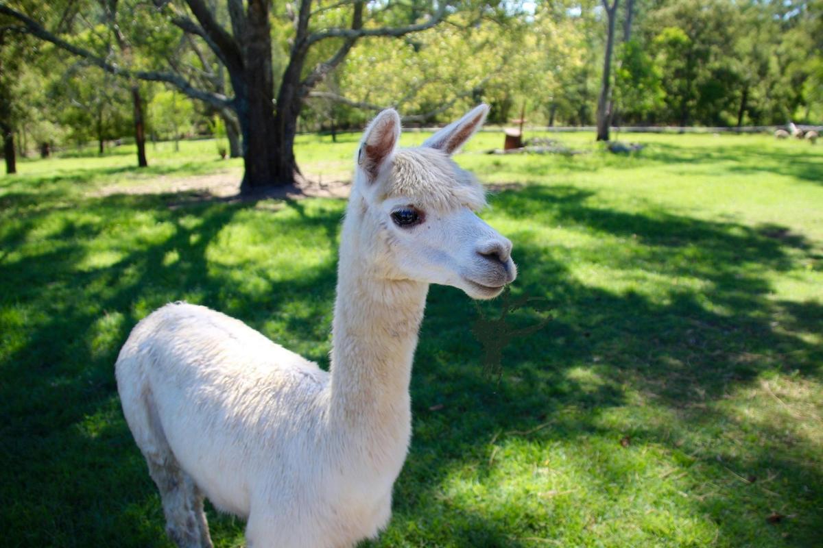 1, 2, 3hr Private Animal Tours